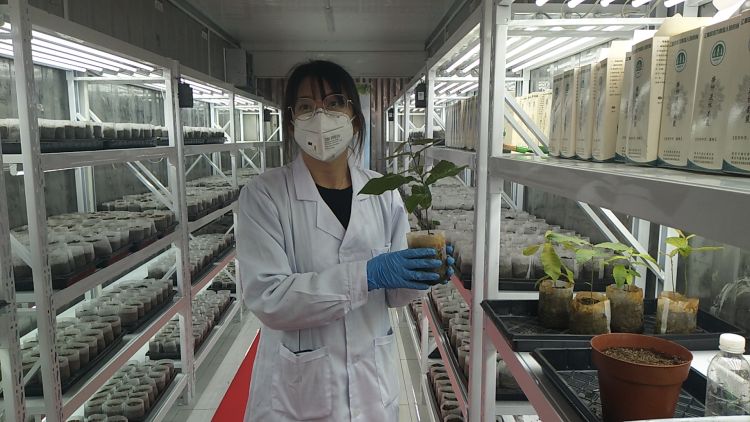 这棵麻栎已经播种3个月，可以移栽种植