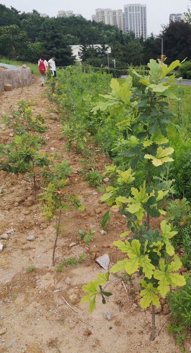 麻栎被栽植在一片空旷的土地上